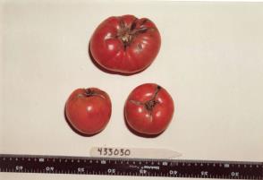 Click for 1 image(s) for this accession. FRUIT